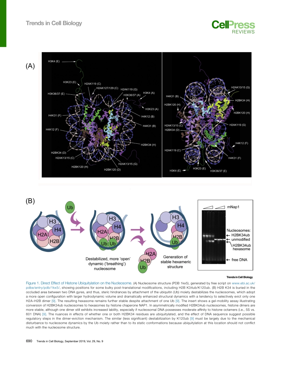 Ubiquitylation How Nucleosomes Use.pdf_第2页