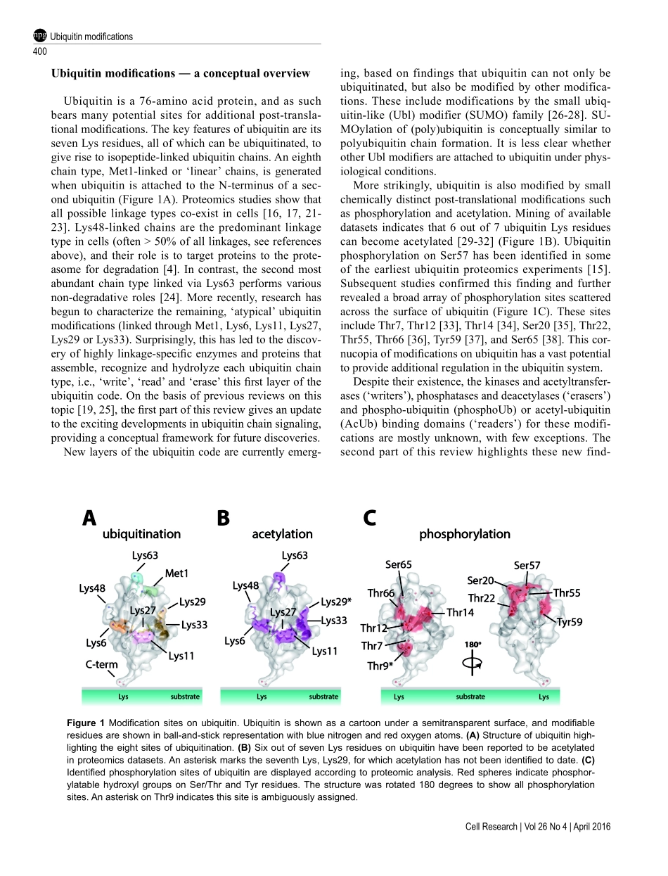 Ubiquitin modifications.pdf_第2页