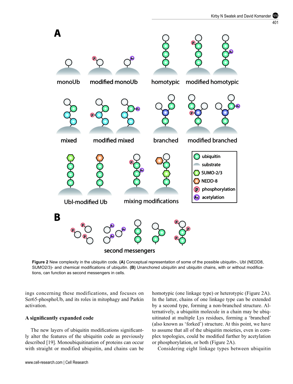 Ubiquitin modifications.pdf_第3页