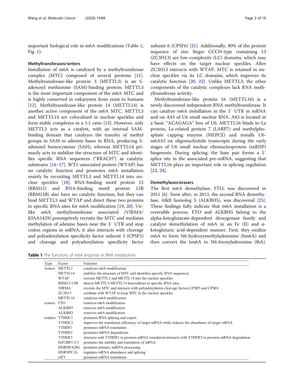 The potential role of RNA N6methyladenosine in.pdf_第2页