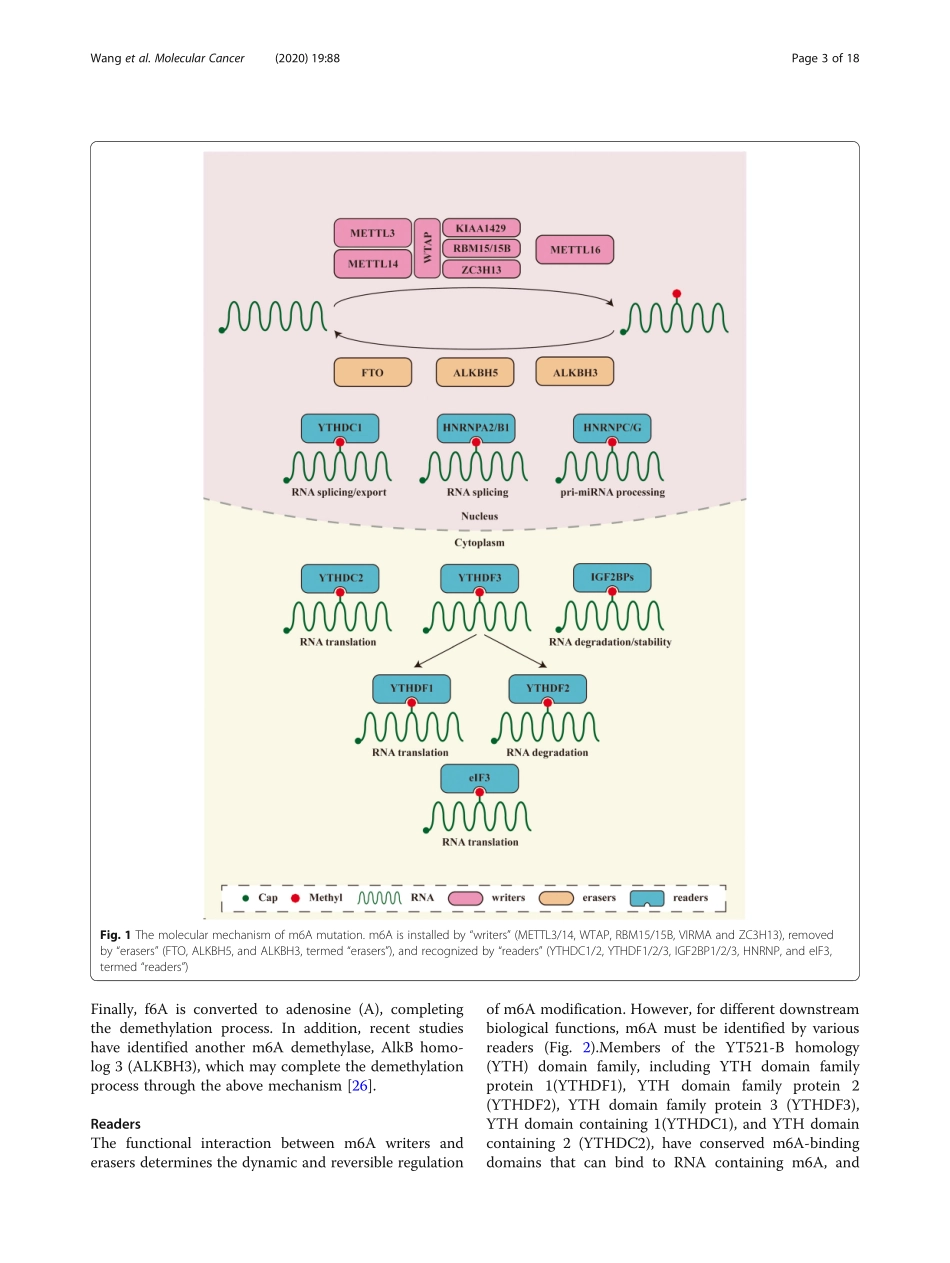 The potential role of RNA N6methyladenosine in.pdf_第3页