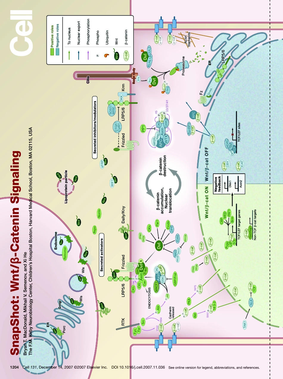 Wnt-β-Catenin Signaling.pdf_第1页