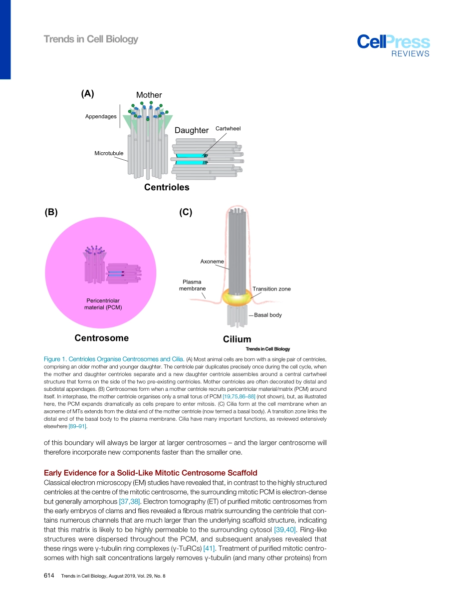 Phase Separation and the Centrosome A Fait Acc.pdf_第3页