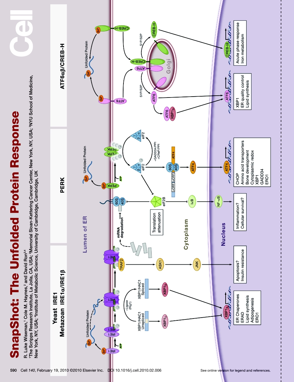 The Unfolded Protein Response.PDF_第1页