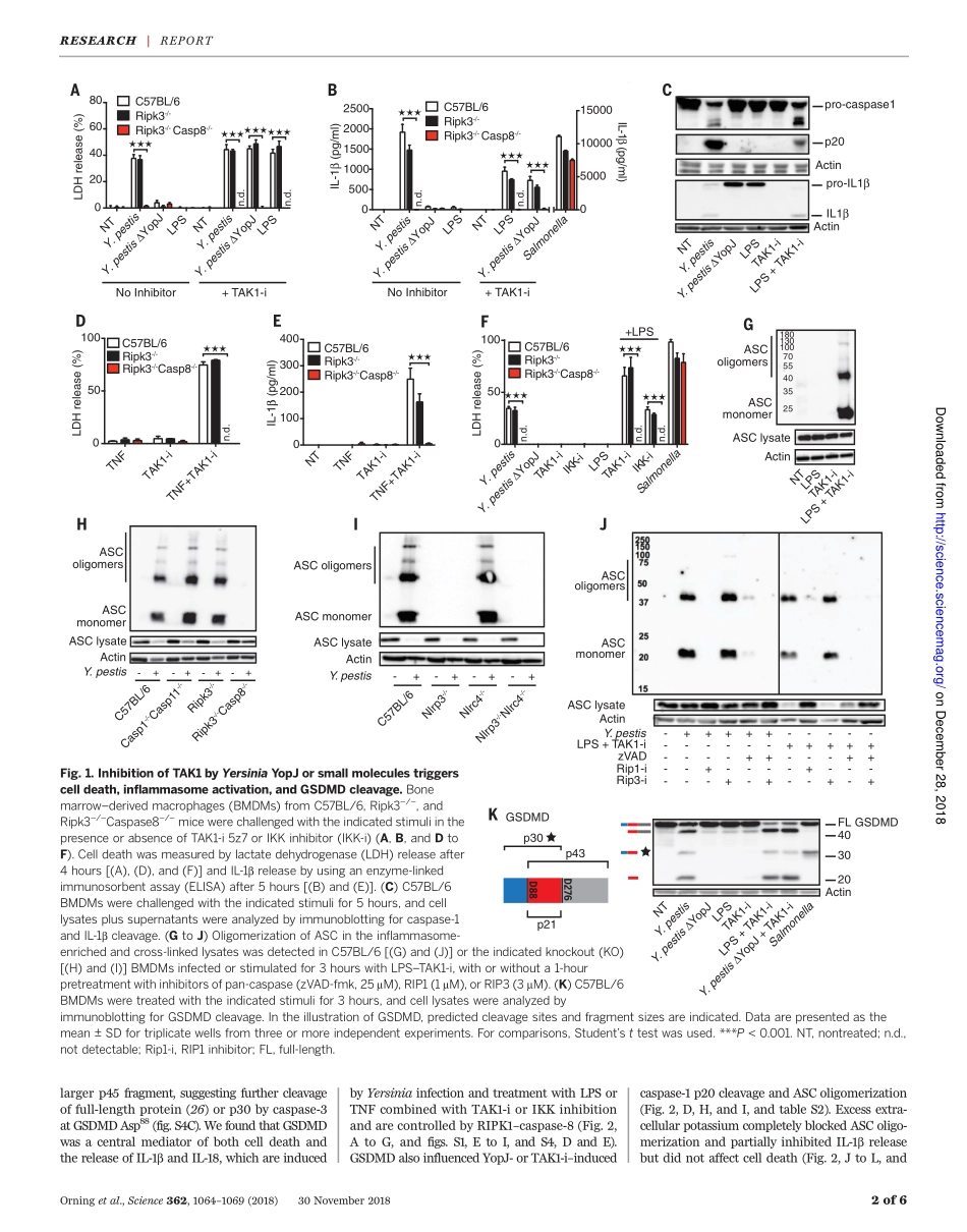 Orning-2018-TAK1的病原体阻断引发胱氨酸蛋白酶-8依赖性切割胃肠道D和细胞死亡.pdf_第2页