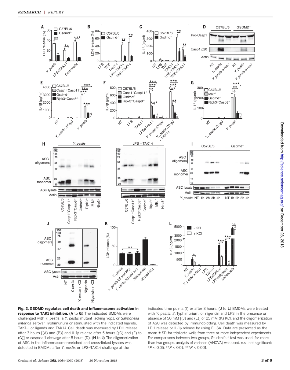 Orning-2018-TAK1的病原体阻断引发胱氨酸蛋白酶-8依赖性切割胃肠道D和细胞死亡.pdf_第3页