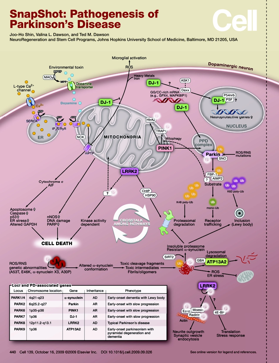 Pathogenesis of Parkinson's Disease.PDF_第1页