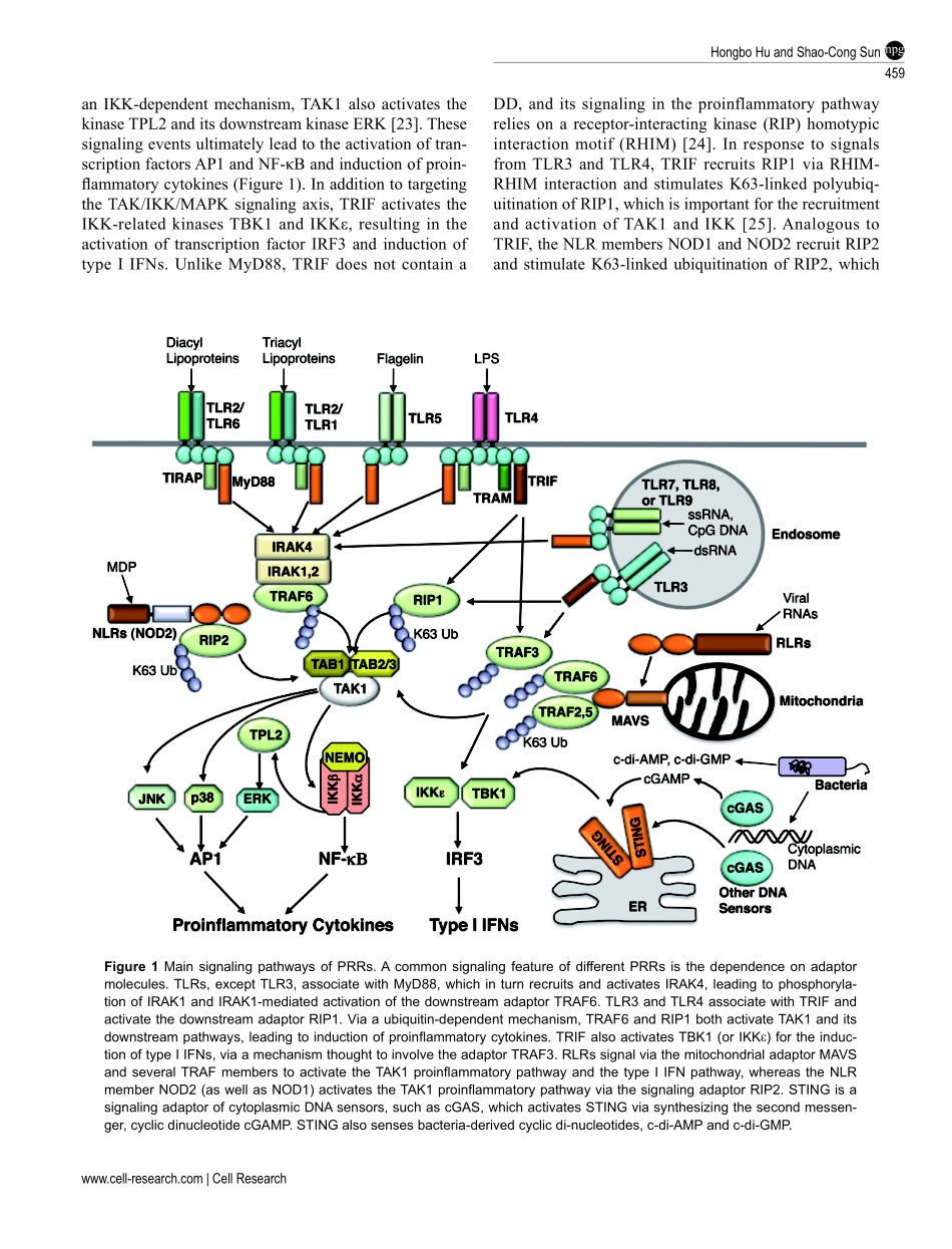 Ubiquitin signaling in immune responses.pdf_第3页