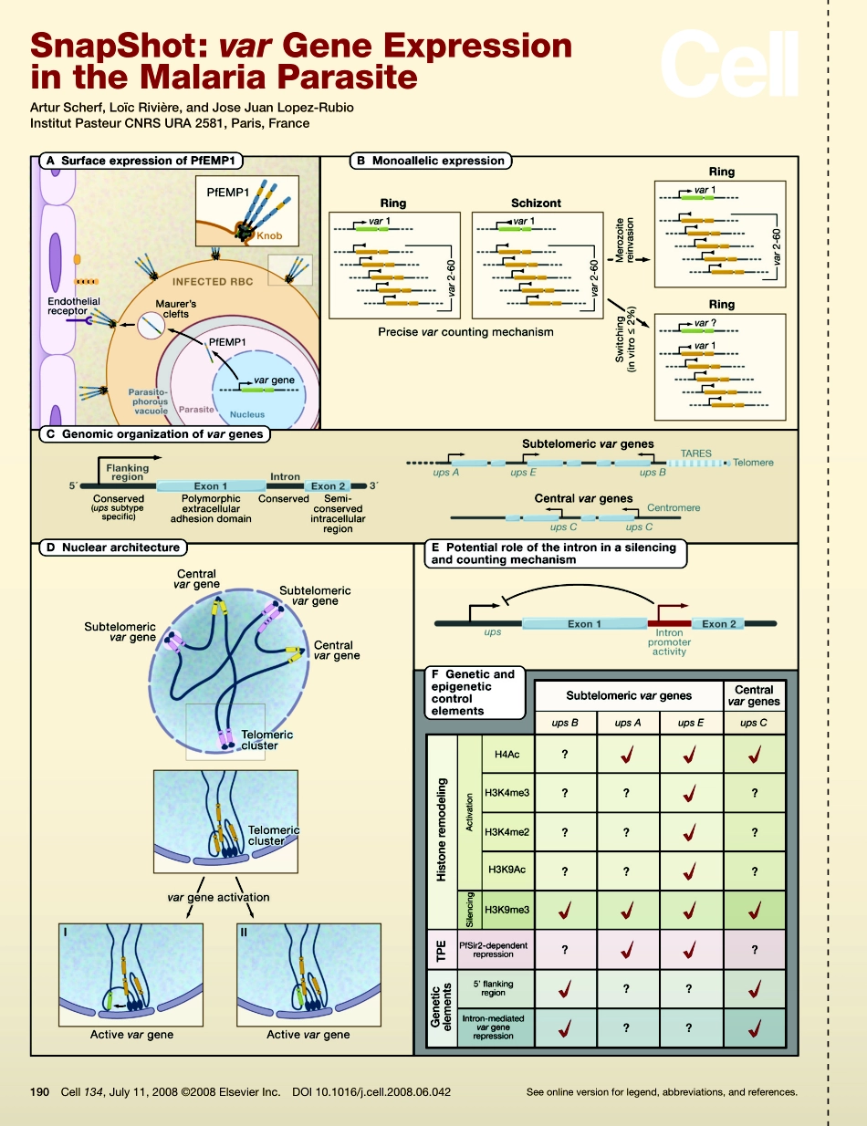 var Gene Expression in the Malaria Parasite.PDF_第1页