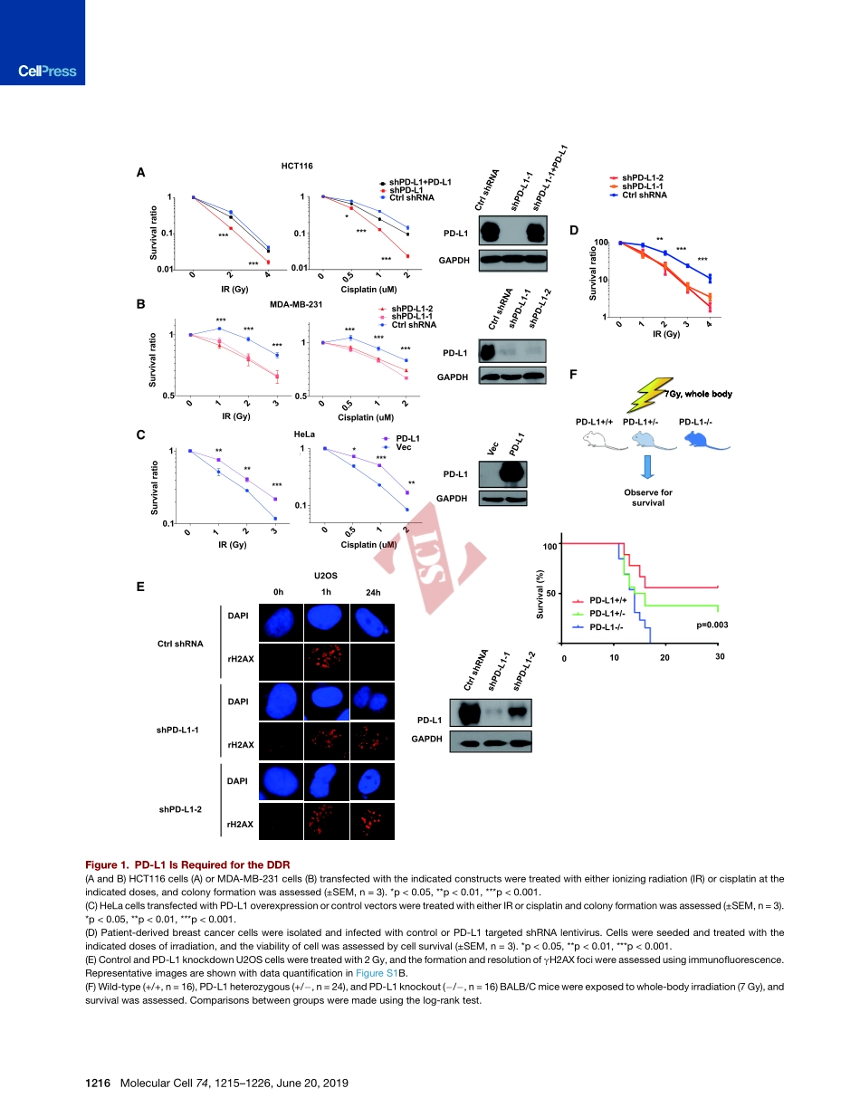 PMID：31053471.pdf_第3页