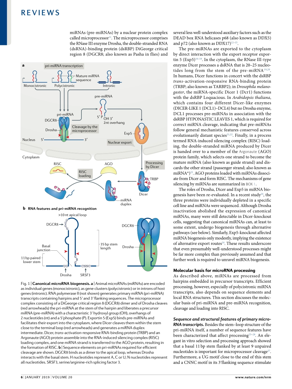 Regulation of microRNA biogenesis and its cros.pdf_第2页