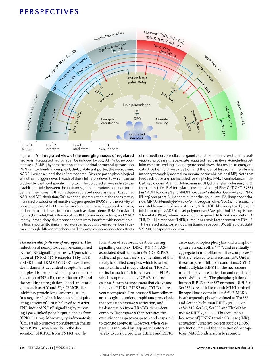 Regulated necrosis- the expanding network of non-apoptotic cell death pathways.pdf_第2页