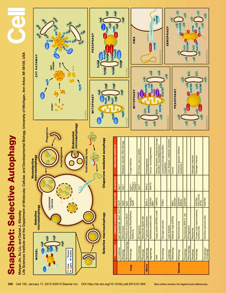 Selective Autophagy.pdf_第1页