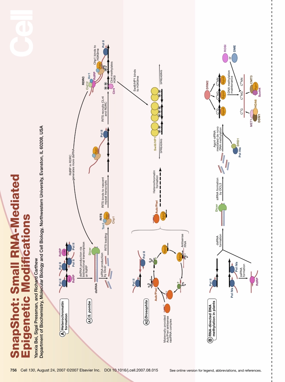 Small RNA-Mediated Epigenetic Modifications 1.pdf_第1页