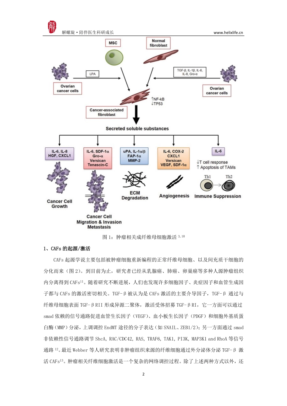 肿瘤相关纤维母细胞（CAFs）与癌症.pdf_第2页