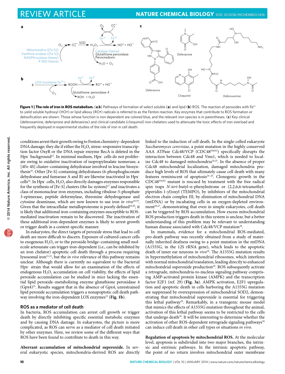 The role of iron and reactive oxygen species in cell death.pdf_第2页