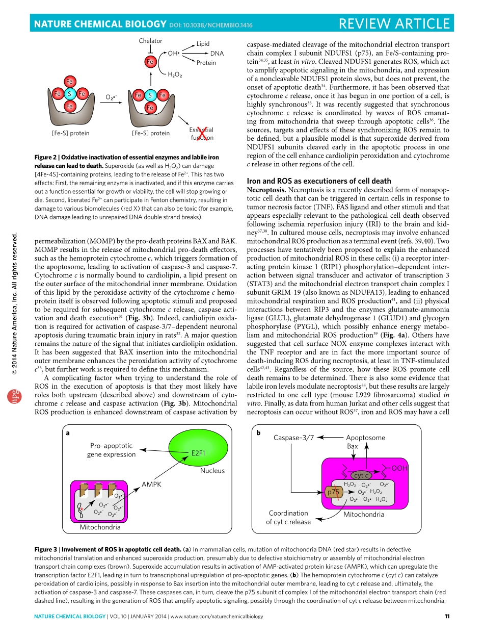 The role of iron and reactive oxygen species in cell death.pdf_第3页
