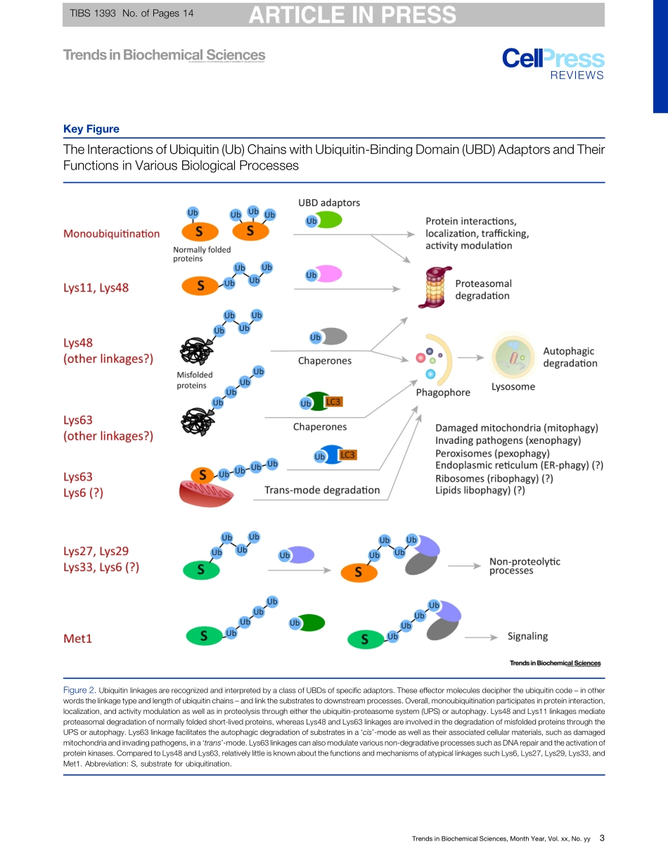 The Ubiquitin Code in the Ubiquitin-Proteasome System and Autophagy.pdf_第3页