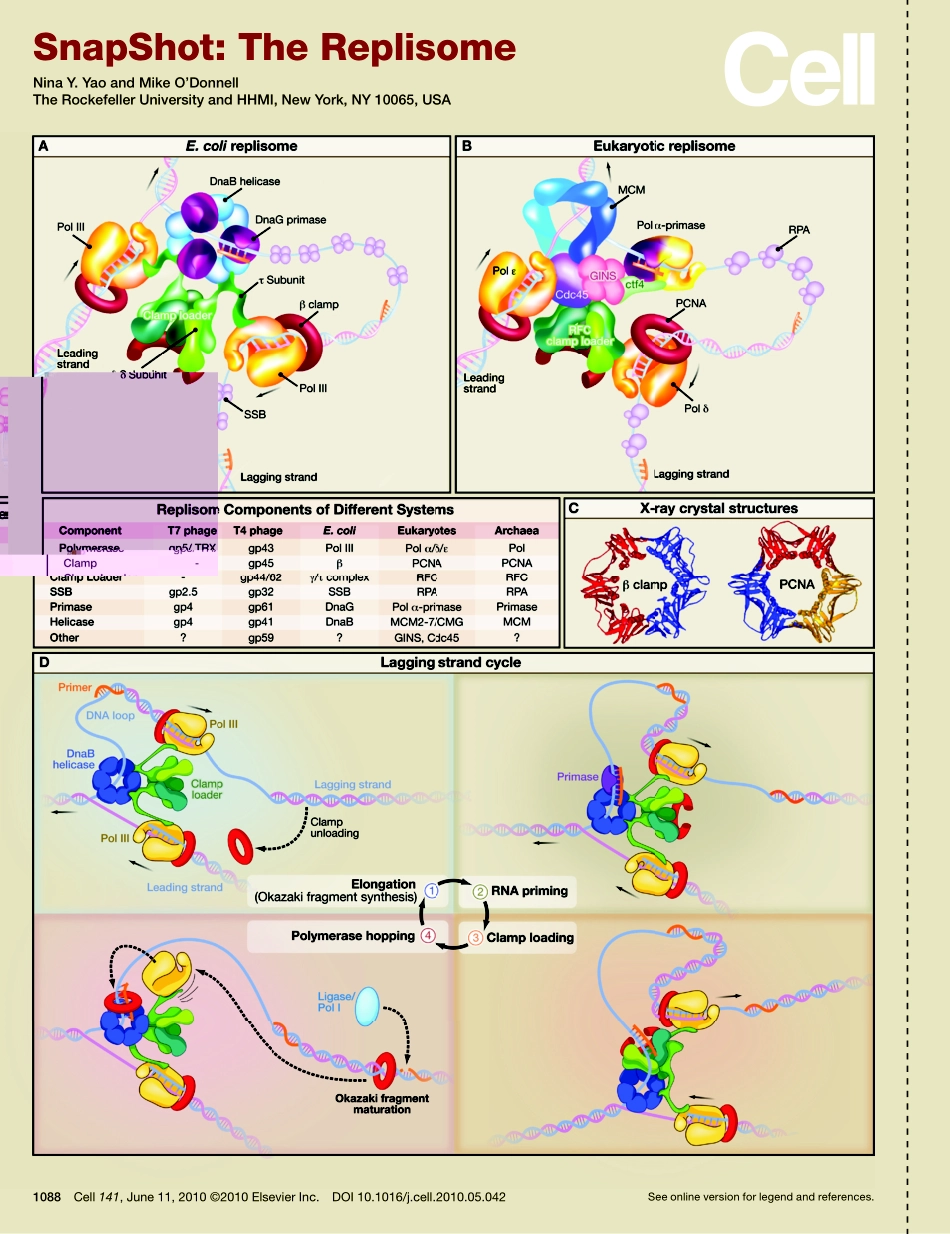The Replisome.PDF_第1页