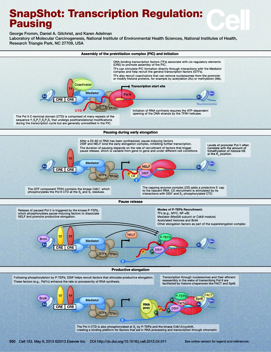 Transcription Regulation Pausing.pdf_第1页