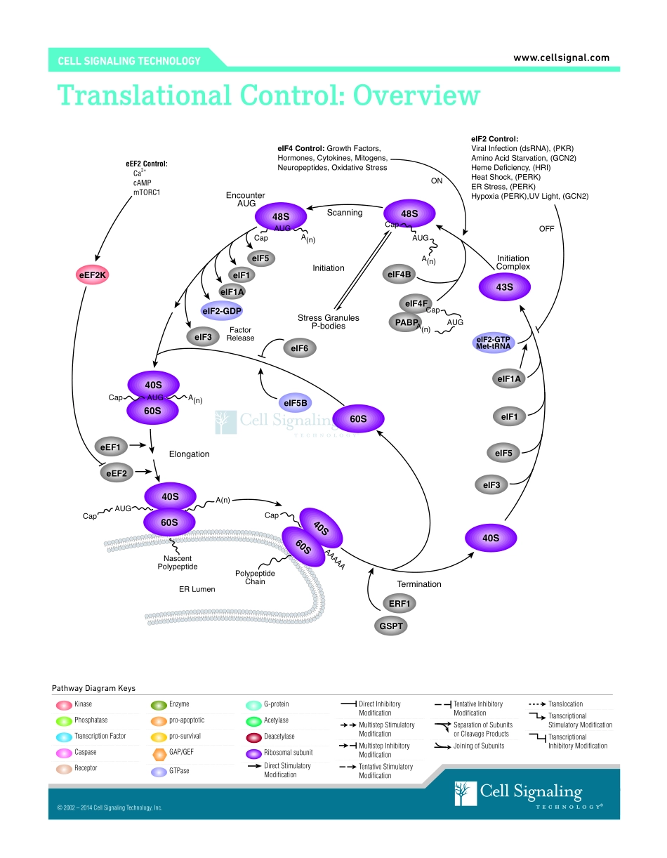 ranslational Control-Interactive Pathway.pdf_第1页