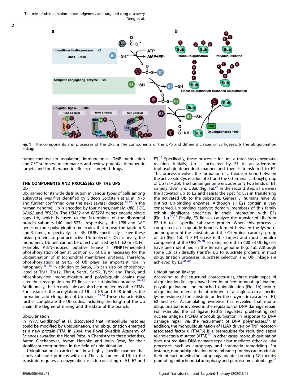 The role of ubiquitination in tumorigenesis an.pdf_第2页