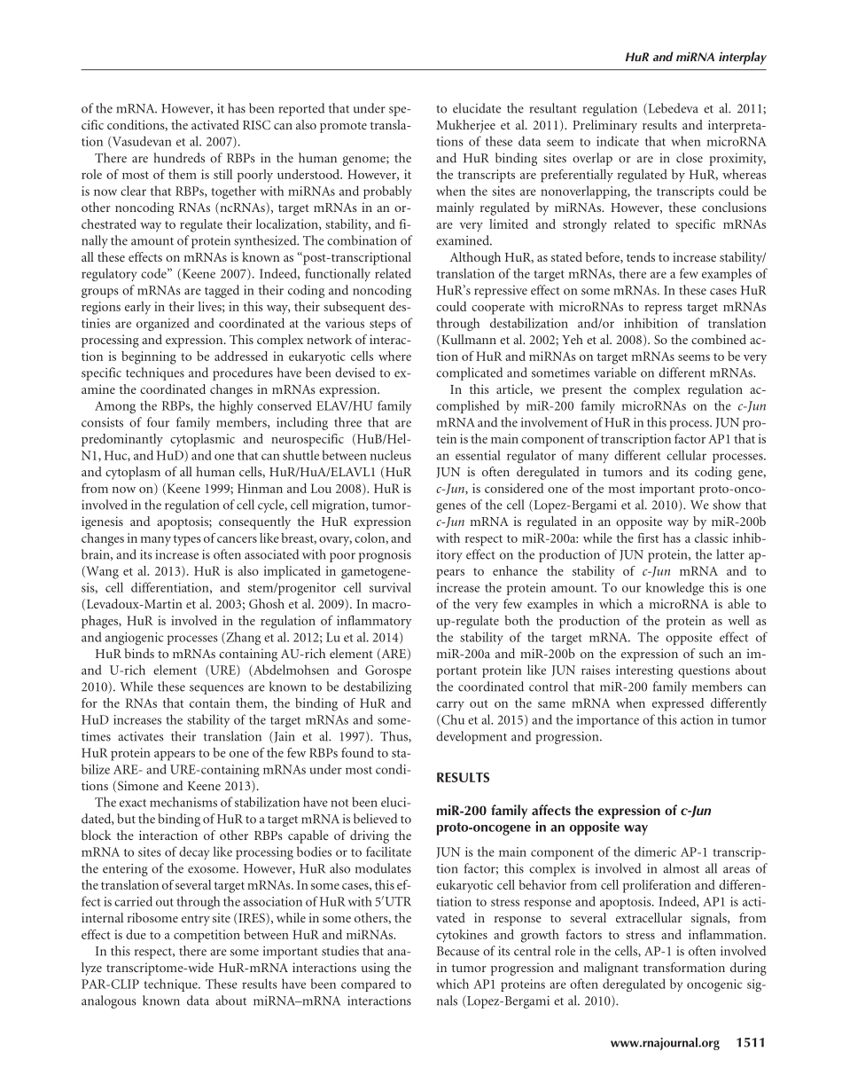 RNA-binding protein HuR and the members of the miR-200 family play an unconventional role in the regulation of c-Jun mRNA.pdf_第2页