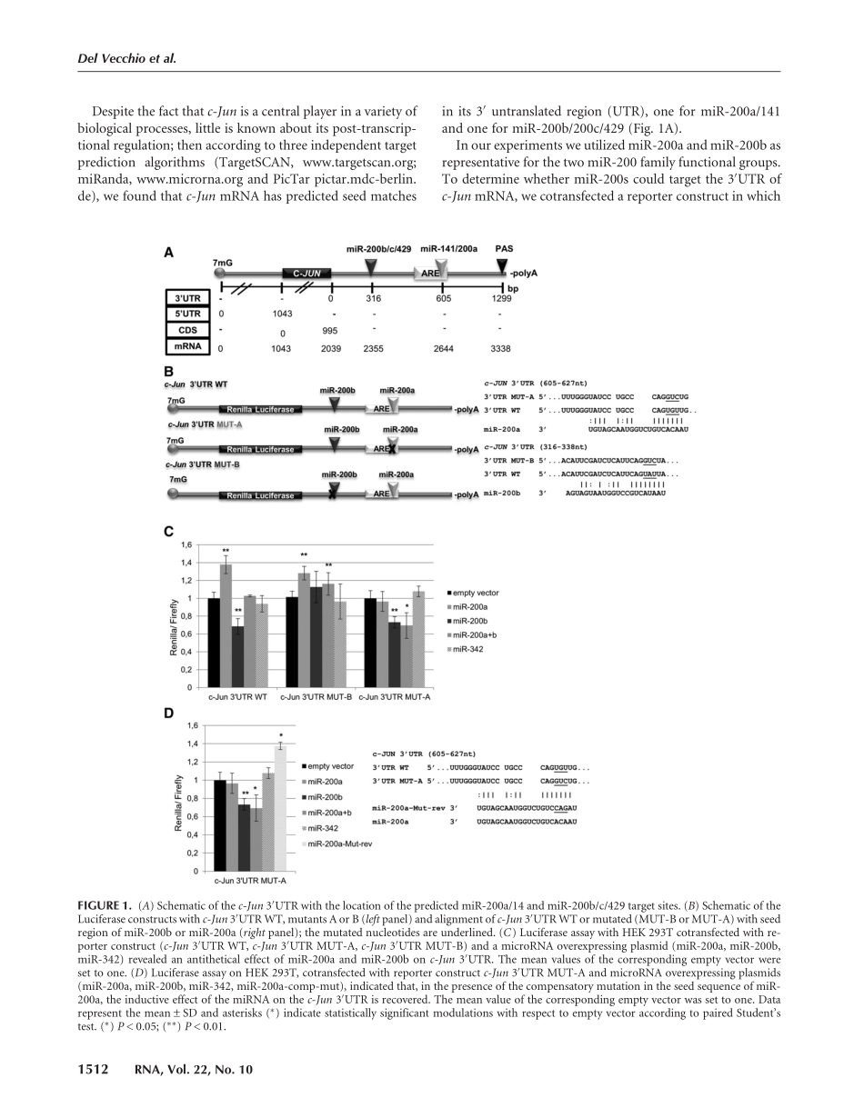 RNA-binding protein HuR and the members of the miR-200 family play an unconventional role in the regulation of c-Jun mRNA.pdf_第3页