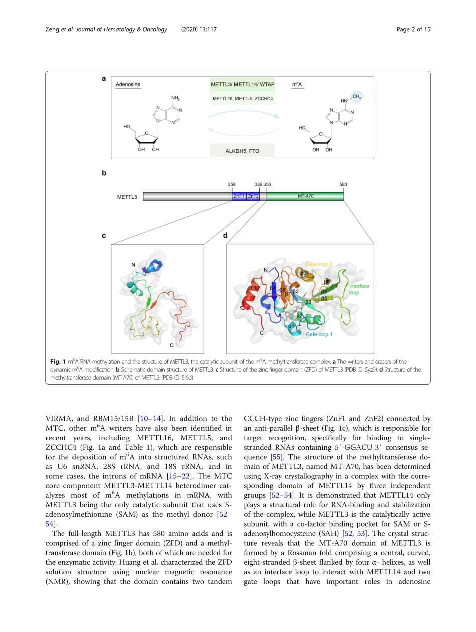 Roles of METTL3 in cancer mechanisms and thera.pdf_第2页