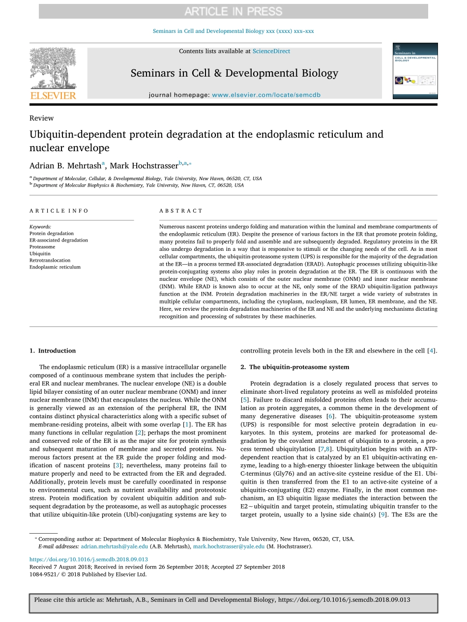 Ubiquitin-dependent protein degradation at the endoplasmic reticulum and nuclear envelope.pdf_第1页