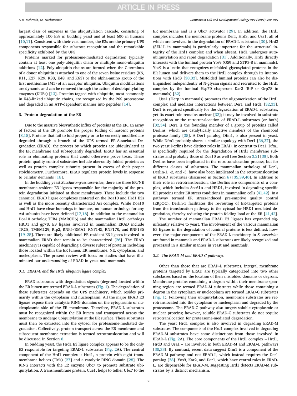 Ubiquitin-dependent protein degradation at the endoplasmic reticulum and nuclear envelope.pdf_第2页