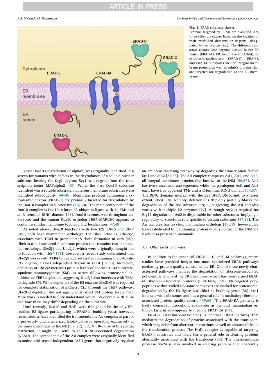 Ubiquitin-dependent protein degradation at the endoplasmic reticulum and nuclear envelope.pdf_第3页