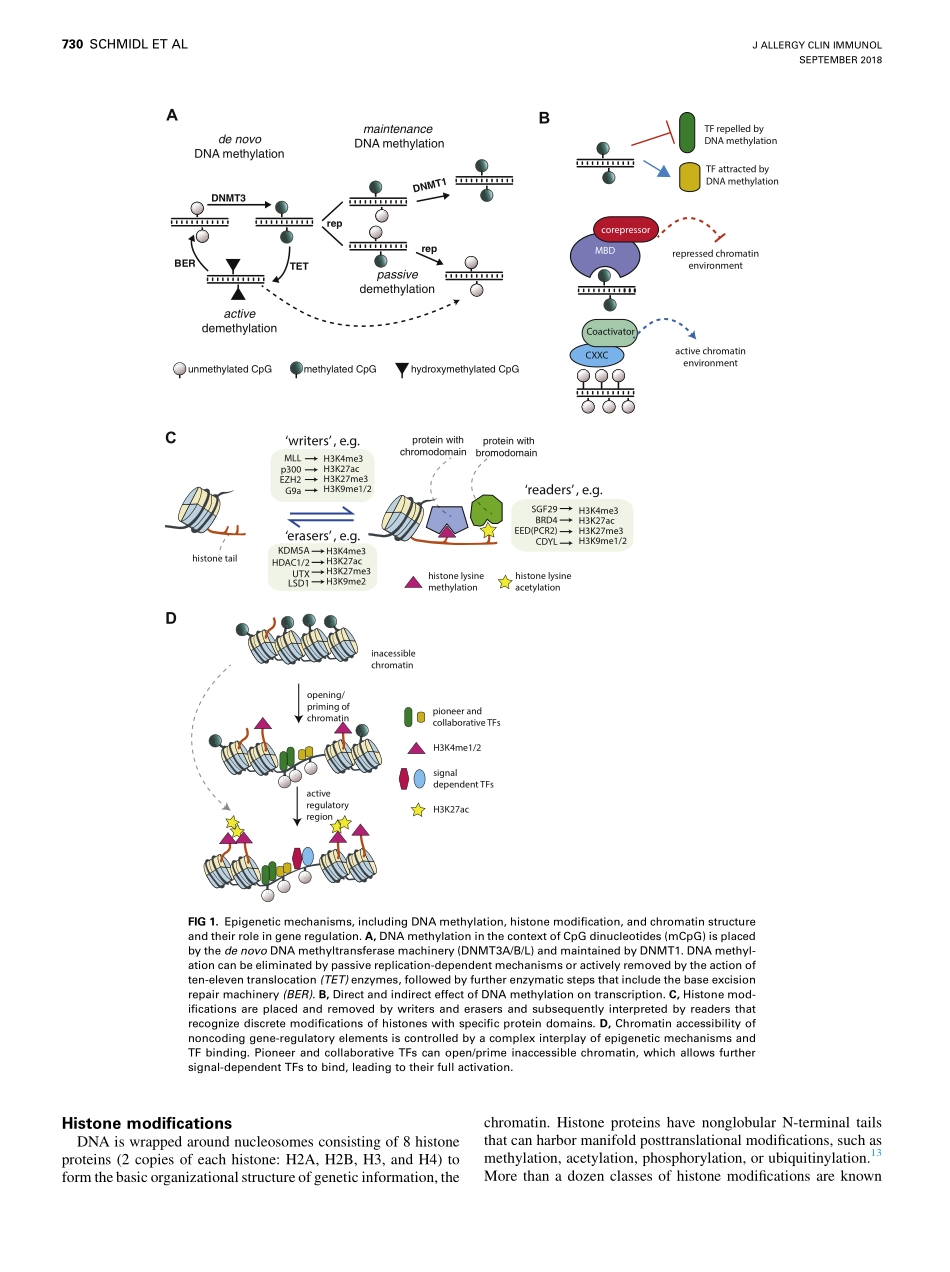 Schmidl-2018-Epigenetic mechanisms regulating.pdf_第3页