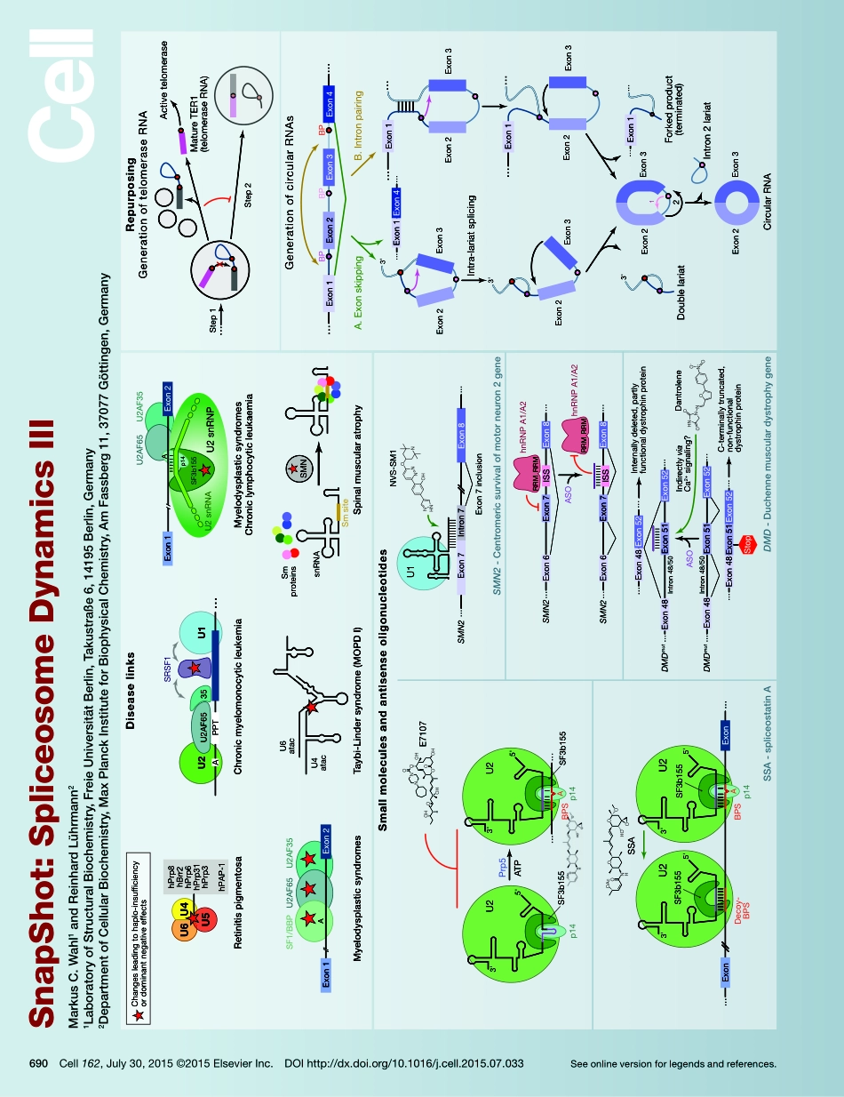 Spliceosome Dynamics III.pdf_第1页