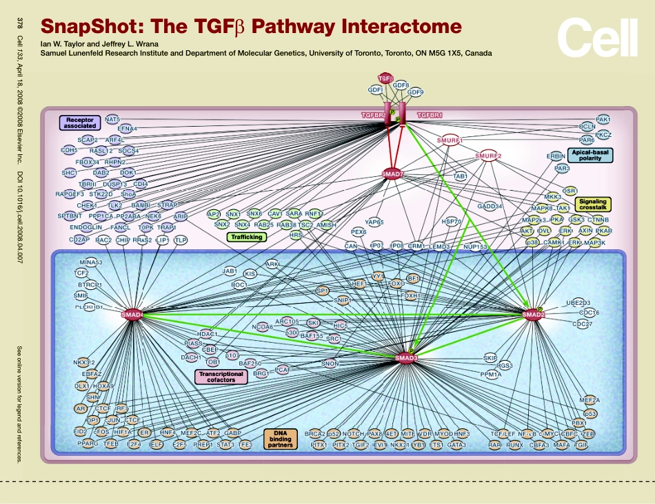 TGF β Pathway Interactome.pdf_第1页