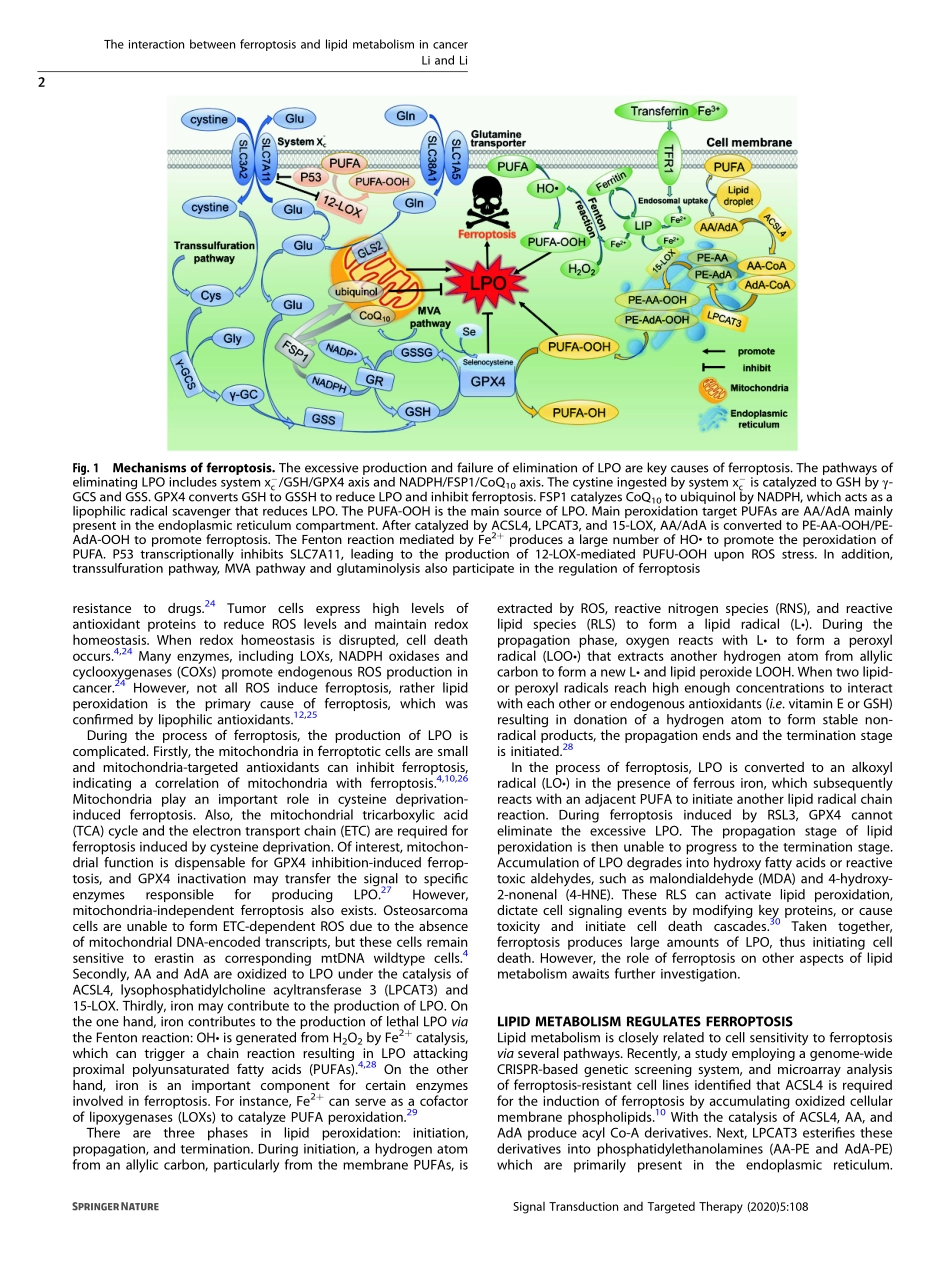 The interaction between ferroptosis and lipid.pdf_第2页