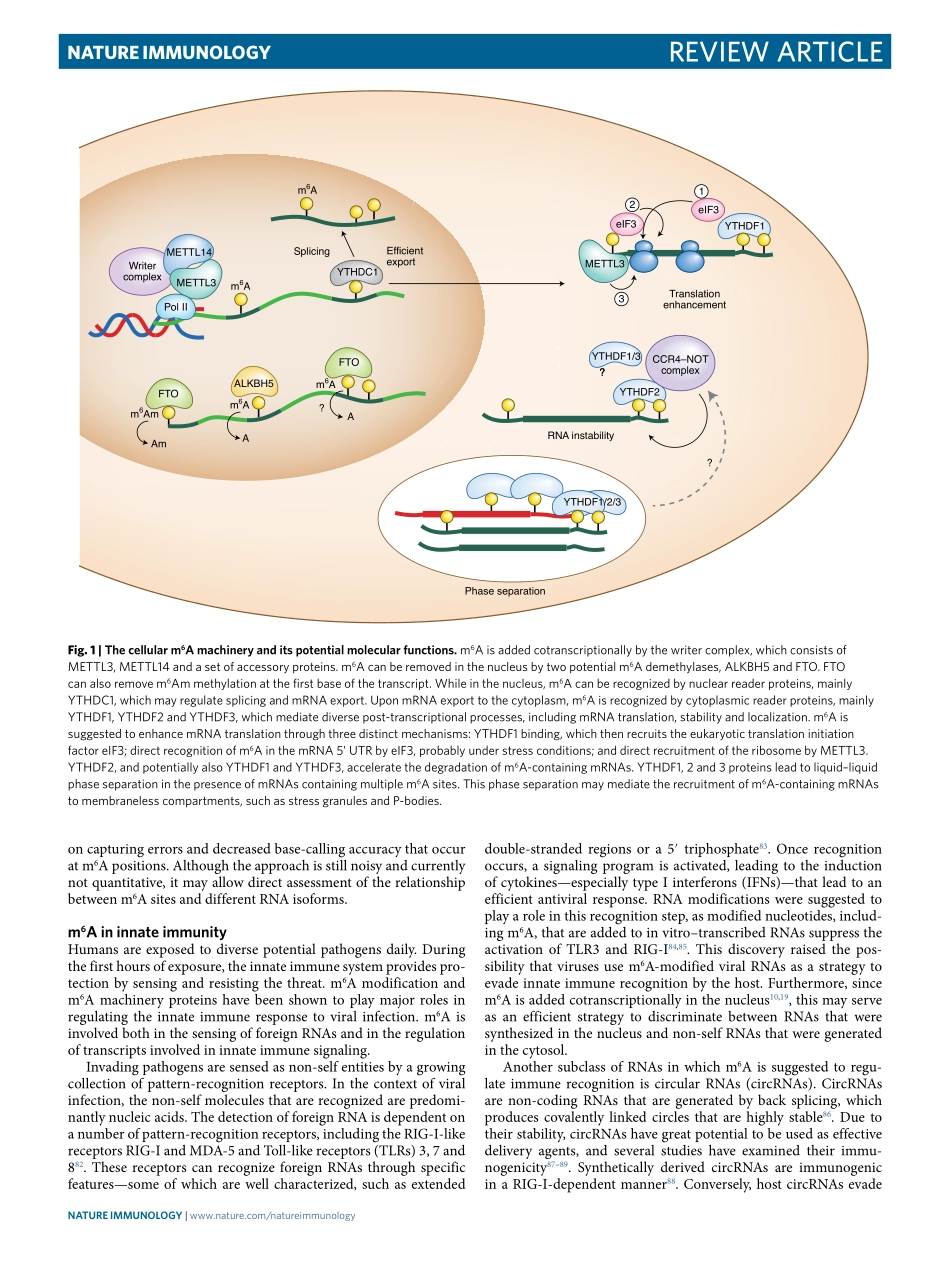 The RNA modification N6-methyladenosine as a n.pdf_第3页