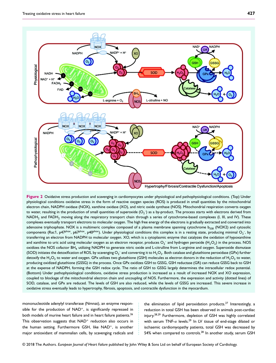 Treating oxidative stress in heart failure pas.pdf_第3页