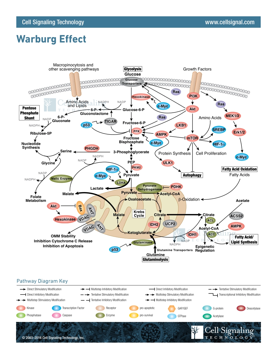 Warburg Effect Signaling Interactive Pathway.pdf_第1页