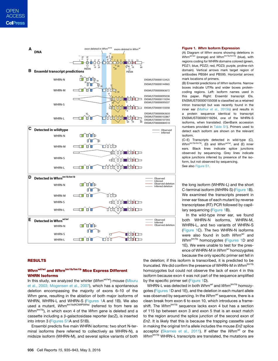 案例二Alternative Splice Forms Influence Functions.pdf_第3页