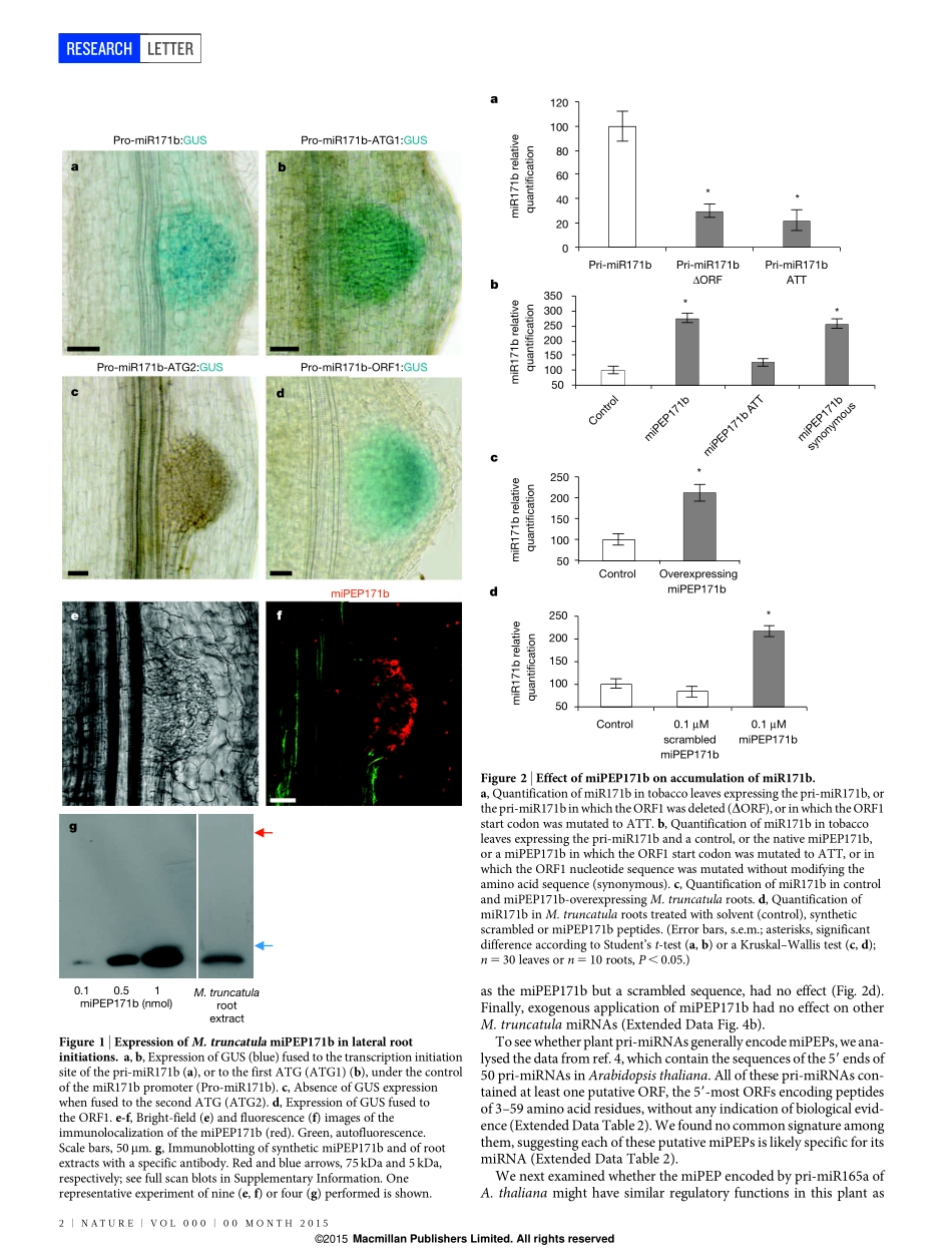 前体翻译多肽Primary transcripts of microRNAs encode regulatory peptides.pdf_第2页