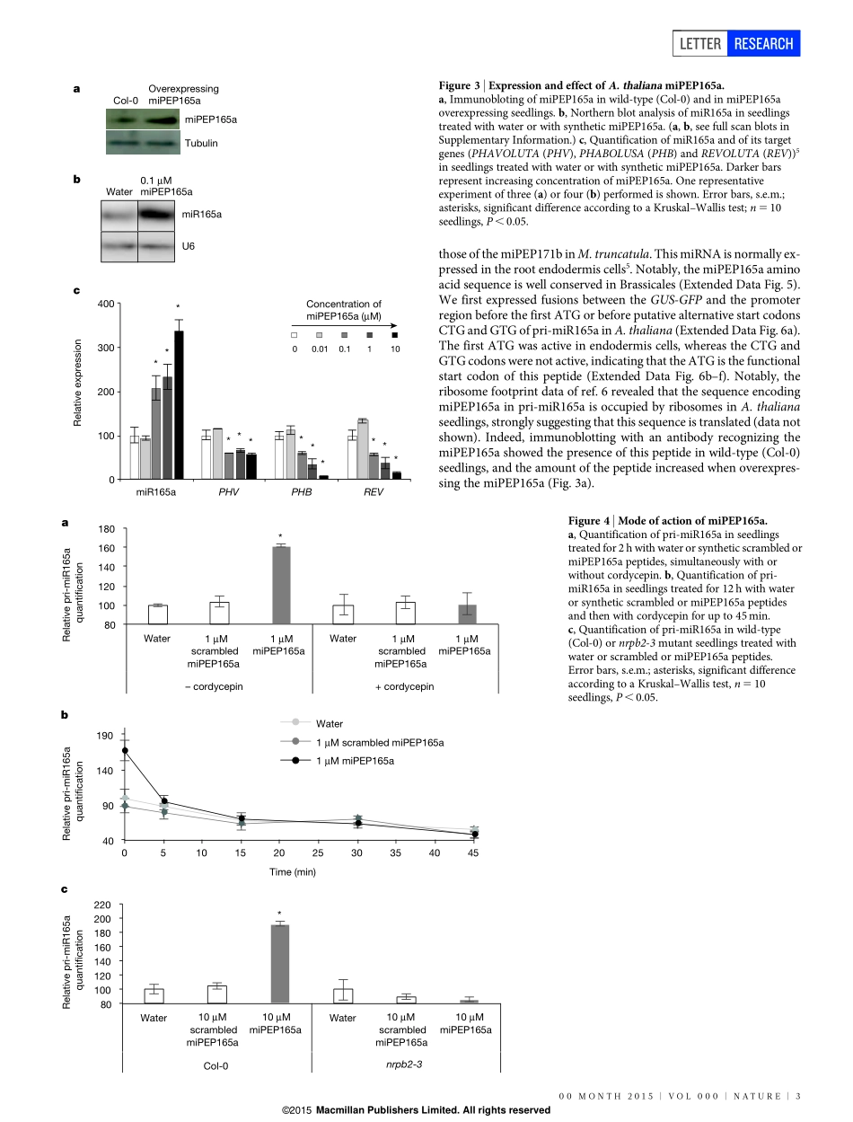 前体翻译多肽Primary transcripts of microRNAs encode regulatory peptides.pdf_第3页