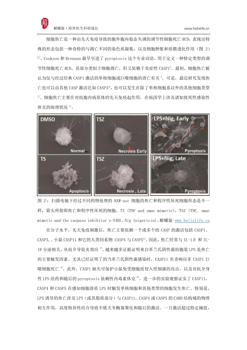 细胞焦亡.pdf_第2页