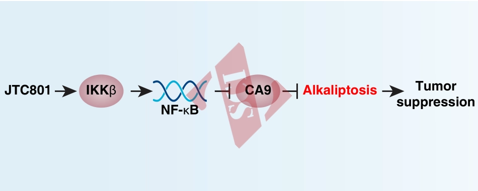 PMID：29248440 (2).pdf_第2页