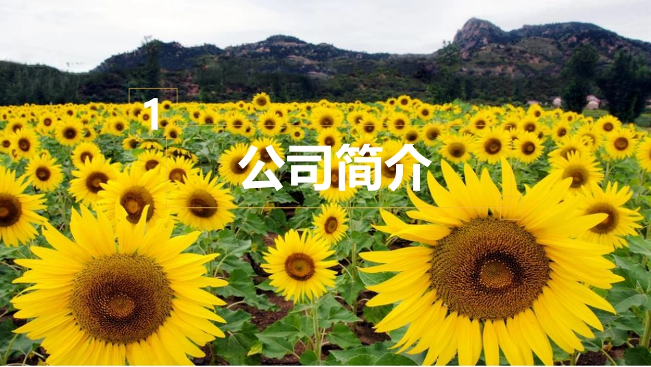 绿天使-绿色油葵产业链项目.pdf_第3页