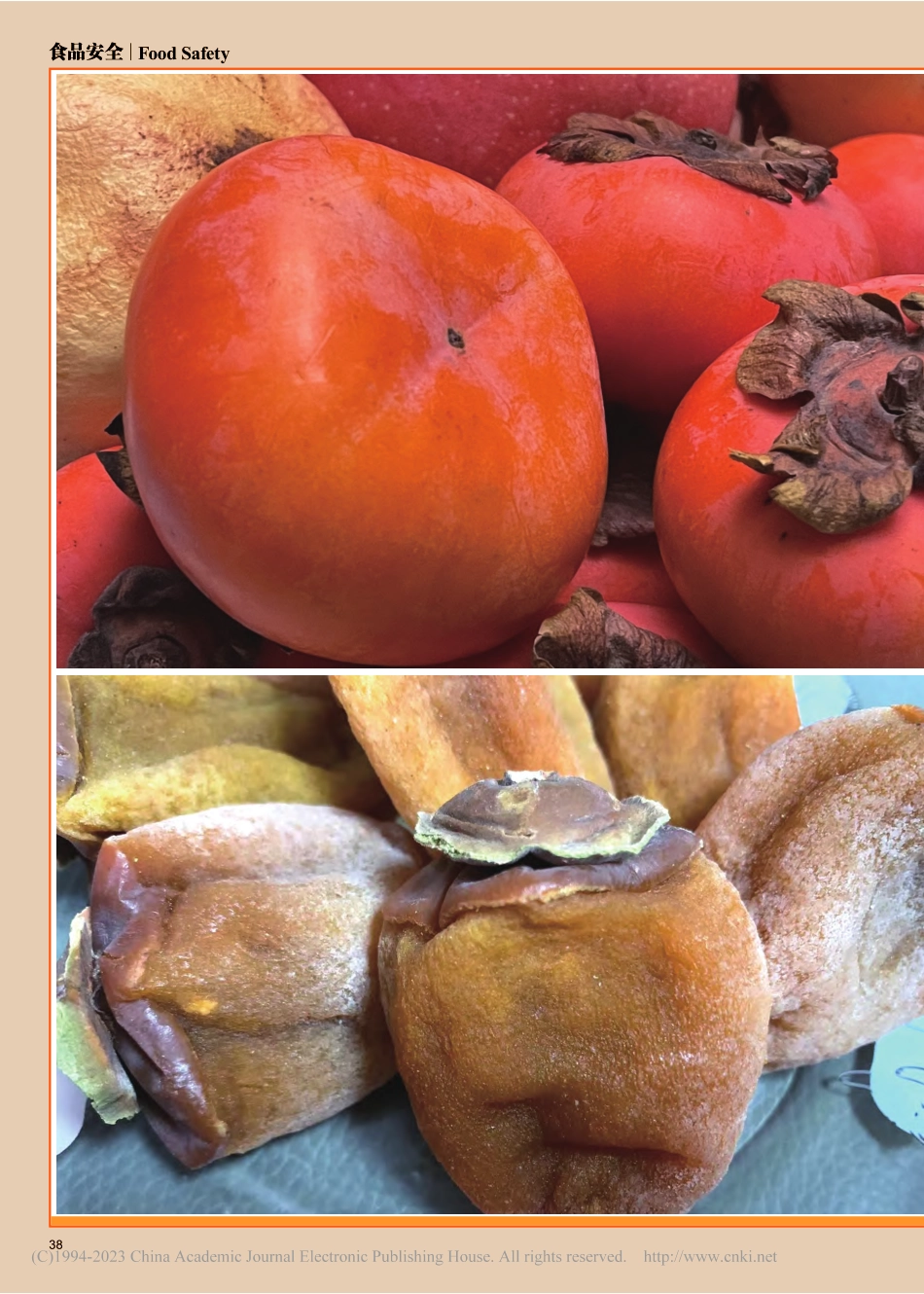 吃柿子会长结石吗_赵佳伟.pdf_第2页