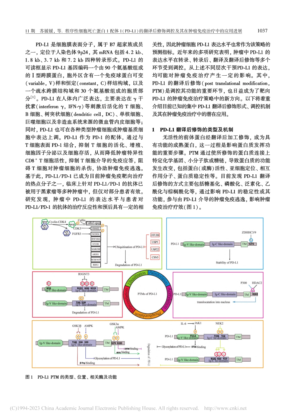 程序性细胞死亡蛋白1配体1...在肿瘤免疫治疗中的应用进展_苏媛媛.pdf_第2页