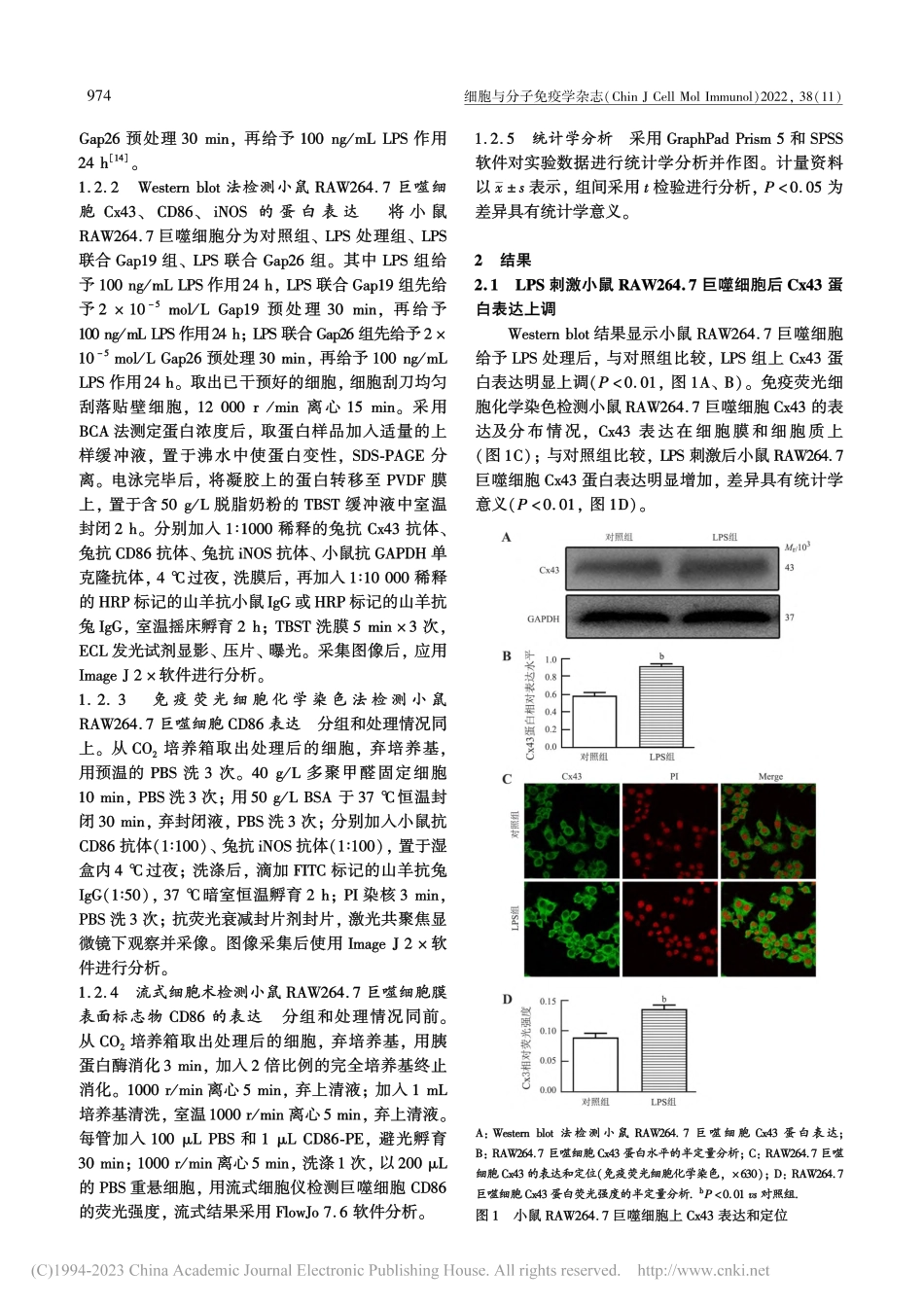 阻断连接子蛋白43(Cx4...64.7巨噬细胞M1型极化_蒋涵.pdf_第3页