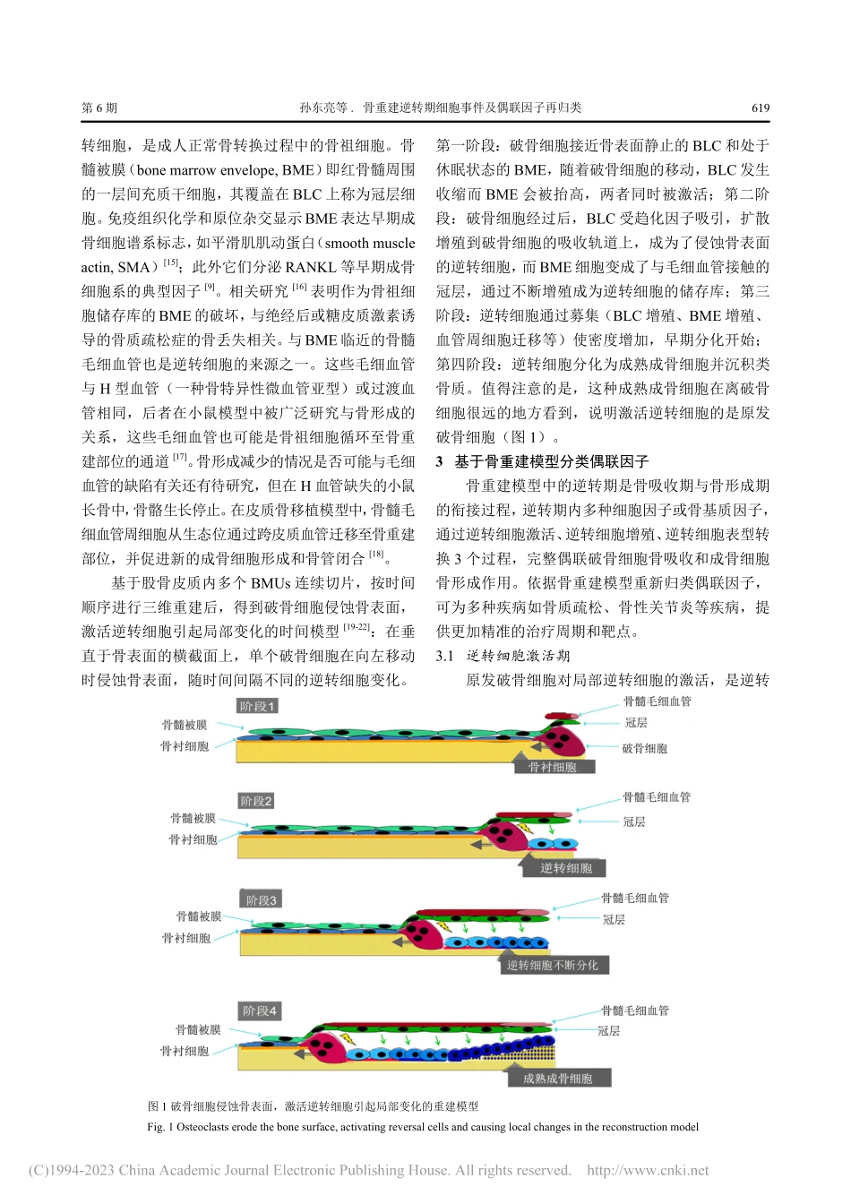 骨重建逆转期细胞事件及偶联因子再归类_孙东亮.pdf_第3页