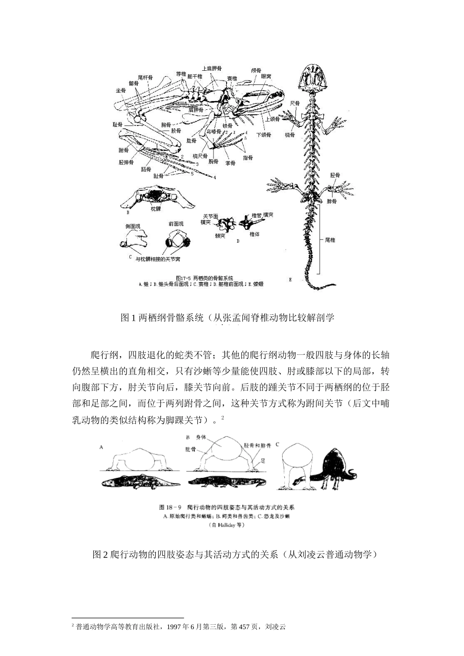 2023年动物附肢关节结构的分析和进化过程推演.docx_第2页